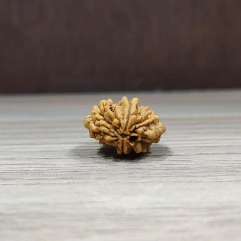 Natural Nepal Mukhi Rudraksha Shraddha Shree Gems