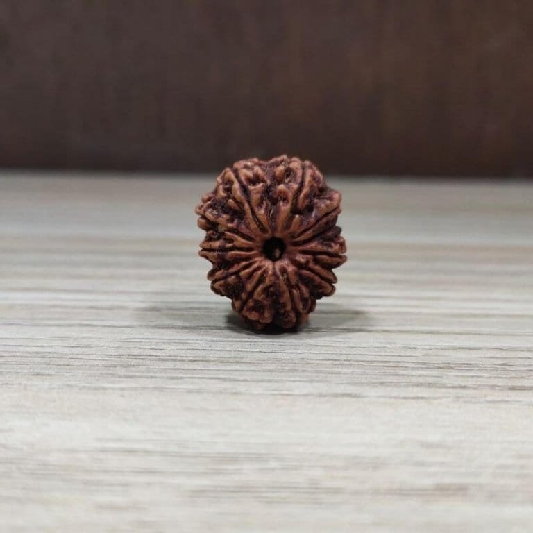 Natural And Certified Mukhi Face Loose Rudraksha Origin Of Nepal