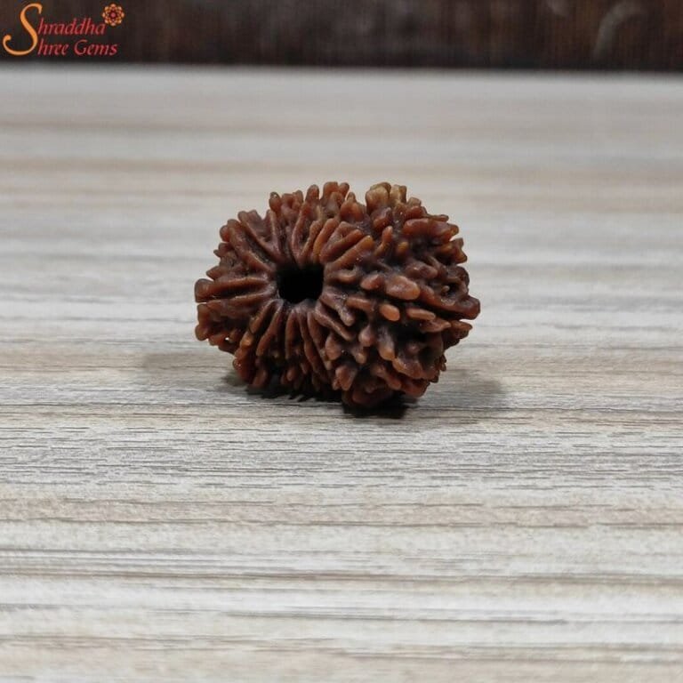 Natural And Certified 5 Mukhi Face Loose Rudraksha Origin Of Nepal