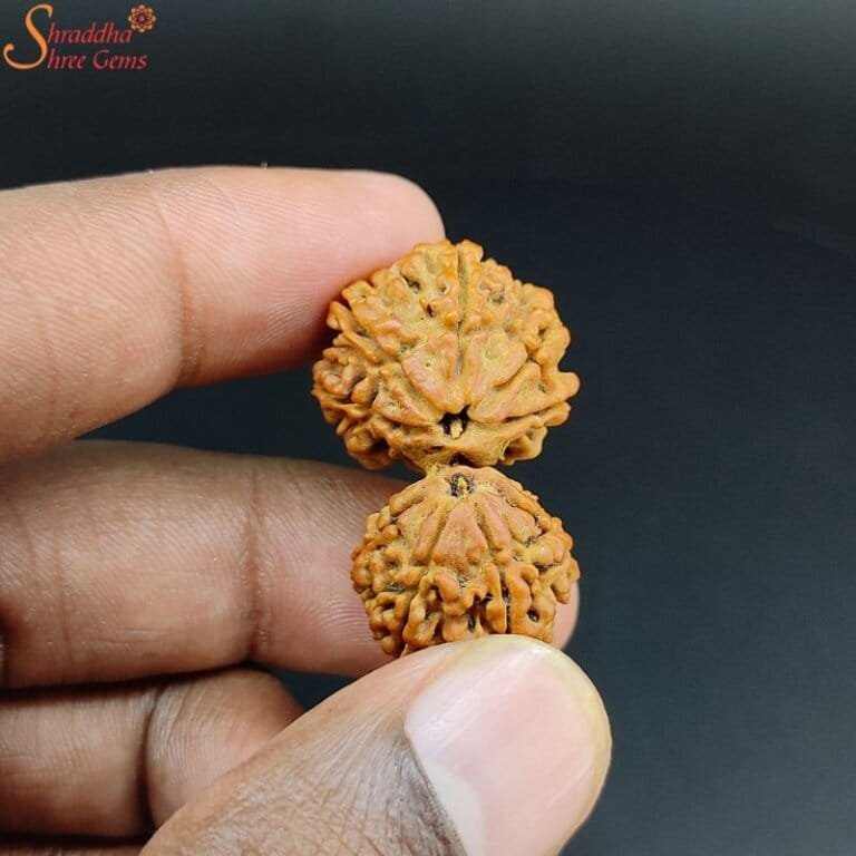 Natural Nepal 14 Mukhi Rudraksha Shraddha Shree Gems