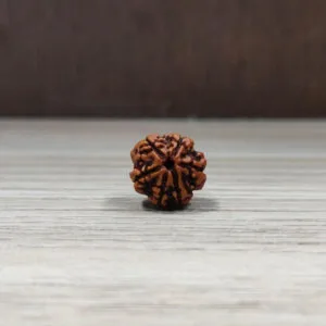 Natural And Certified 7 Mukhi/Face Loose Rudraksha | Origin Of Nepal