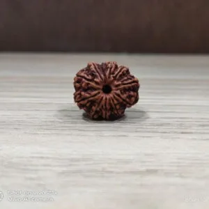 Natural And Certified 10 Mukhi/Face Loose Rudraksha | Origin Of Nepal