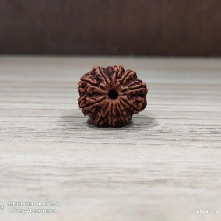 Natural And Certified 10 Mukhi/Face Loose Rudraksha | Origin Of Nepal