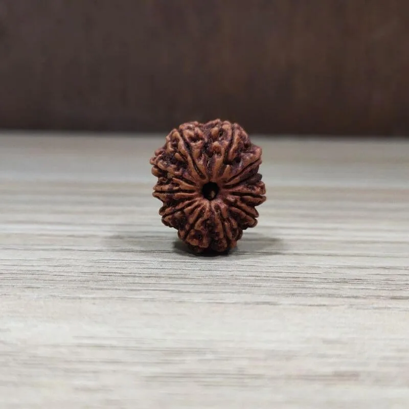 Natural And Certified 10 Mukhi/Face Loose Rudraksha | Origin Of Nepal
