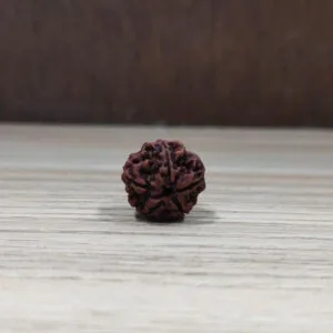 Natural And Certified 5 Mukhi/Face Loose Rudraksha | Origin Of Nepal
