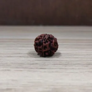 Natural And Certified 5 Mukhi/Face Loose Rudraksha | Origin Of Nepal