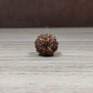 Natural And Certified 9 Mukhi/Face Loose Rudraksha | Origin Of Nepal