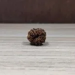 Natural And Certified 13 Mukhi/Face Loose Rudraksha | Origin Of Nepal