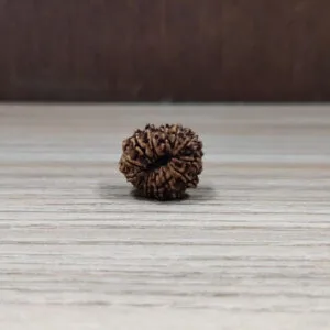 Natural And Certified 13 Mukhi/Face Loose Rudraksha | Origin Of Nepal