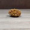 Original 2 Mukhi/Face Loose Rudraksha | Origin Of Nepal