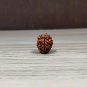 Natural And Certified 3 Mukhi/Face Loose Rudraksha | Origin Of Nepal