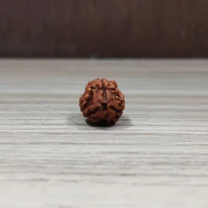 Natural And Certified 3 Mukhi/Face Loose Rudraksha | Origin Of Nepal