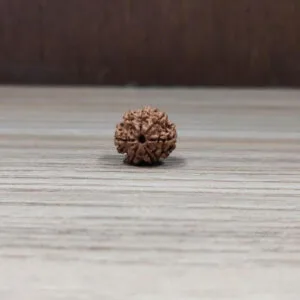Natural And Certified 8 Mukhi/Face Loose Rudraksha | Origin Of Nepal