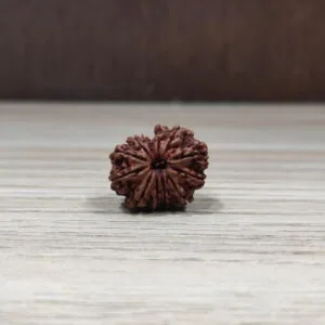 Natural And Certified 11 Mukhi/Face Loose Rudraksha | Origin Of Nepal