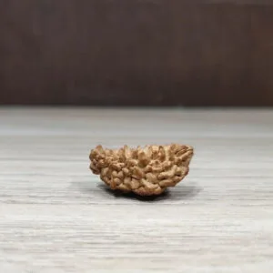 one mukhi rudraksha