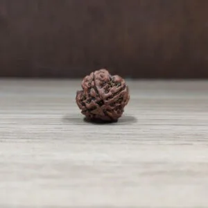 Natural And Certified 4 Mukhi/Face Loose Rudraksha | Origin Of Nepal
