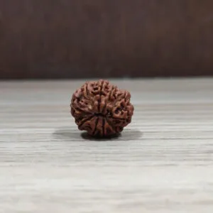 Natural And Certified 12 Mukhi/Face Loose Rudraksha | Origin Of Nepal