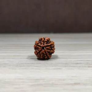Natural And Certified 6 Mukhi/Face Loose Rudraksha | Origin Of Nepal