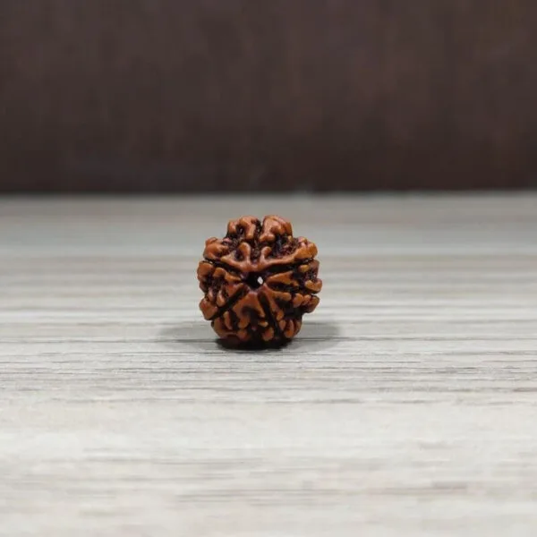 Natural And Certified 6 Mukhi/Face Loose Rudraksha | Origin Of Nepal