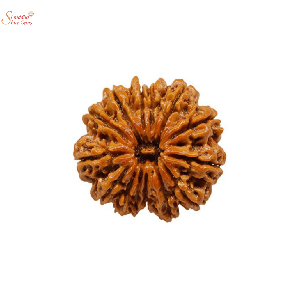 Natural And Certified Mukhi Face Loose Rudraksha Origin Of Nepal