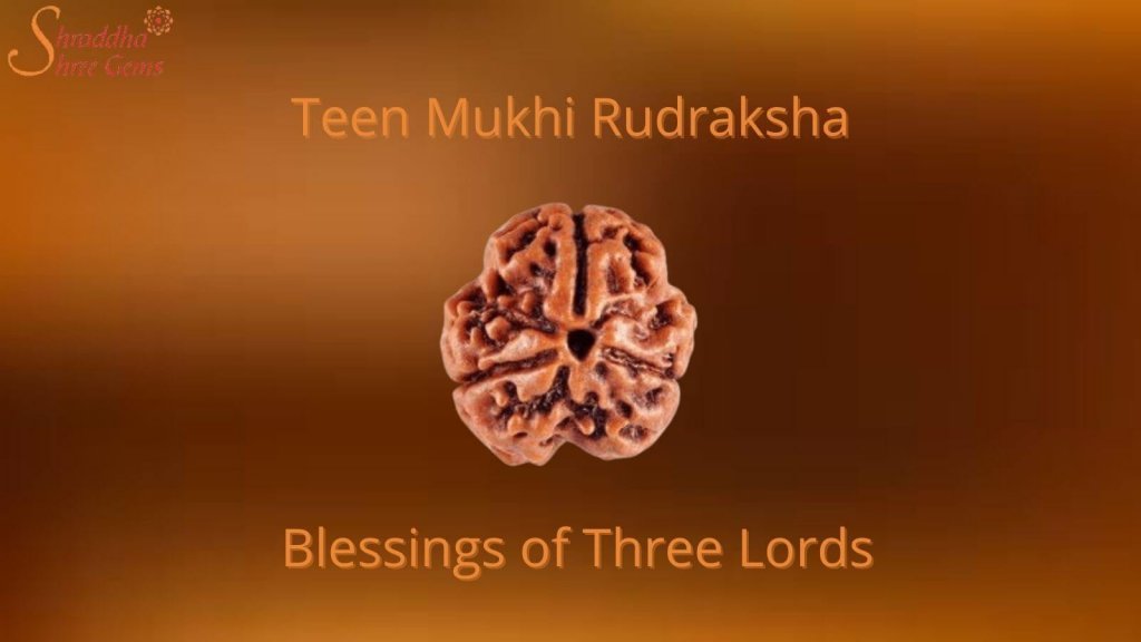 Three Mukhi Rudraksha