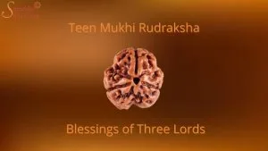 Three Mukhi Rudraksha