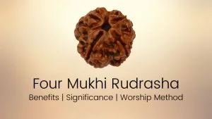 Four-Mukhi-Rudraksha