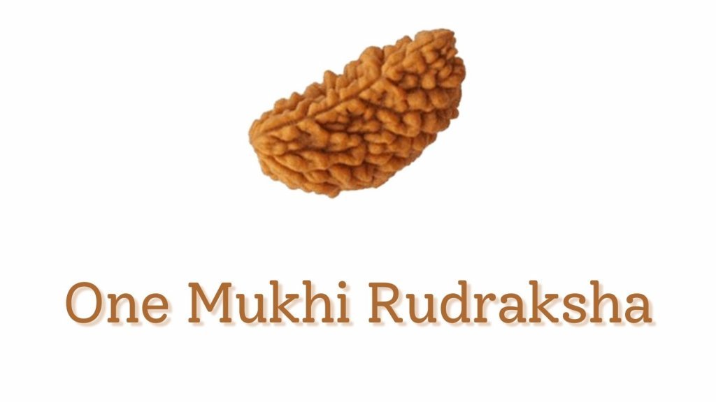 one mukhi rudraksha