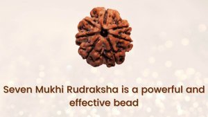 Seven-Mukhi-rudraksha