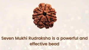 Seven-Mukhi-rudraksha