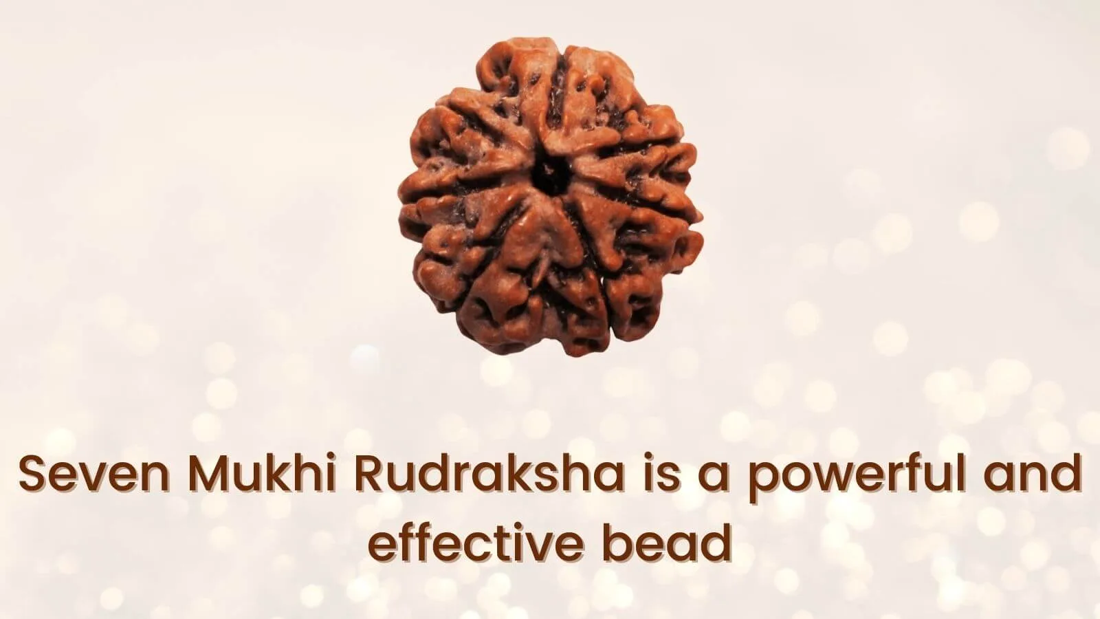 Seven-Mukhi-rudraksha