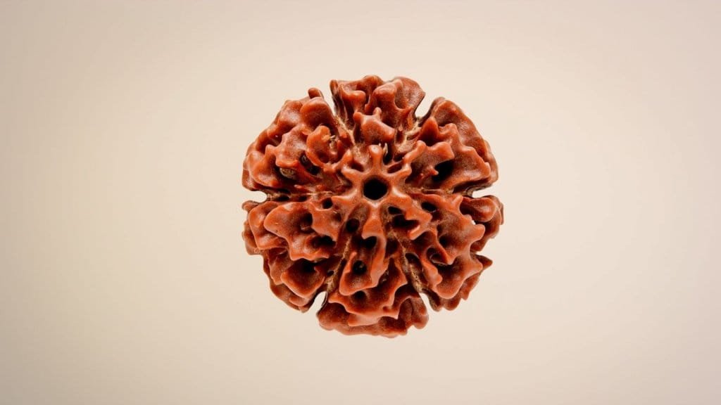 Six Mukhi Rudraksha and its blessings