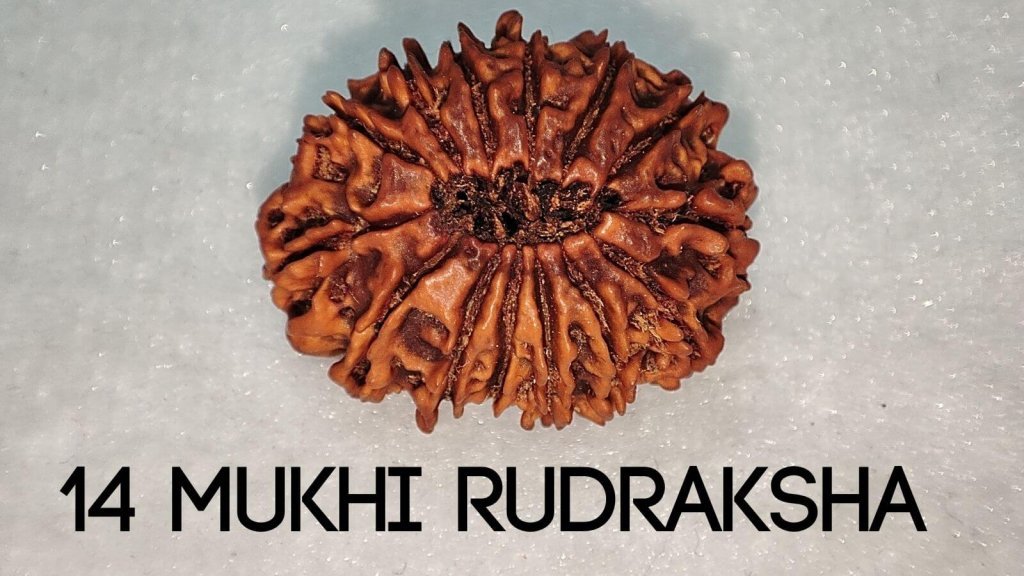 14 Mukhi Rudraksha