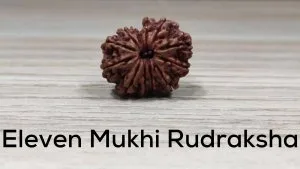 Eleven Mukhi Rudraksha
