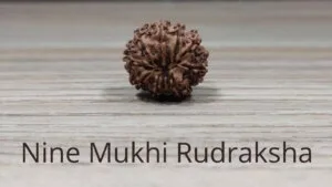 Nine Mukhi Rudraksha