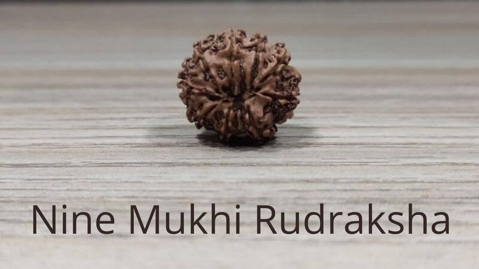 Nine Mukhi Rudraksha