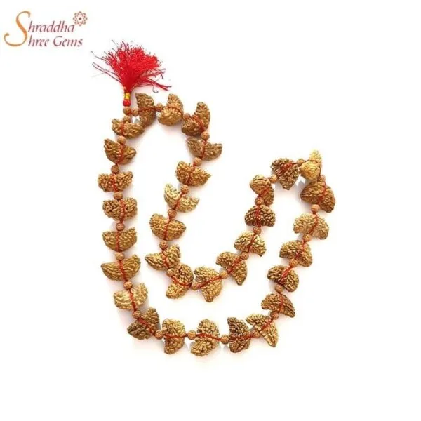 Natural Rudraksha Mala of 1 Mukhi Rudraksha and 5 Mukhi Rudraksha