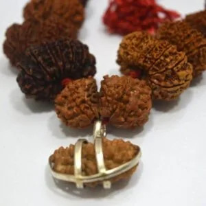 Rudraksha Combination of 1 to 14 Mukhi Rudraksha
