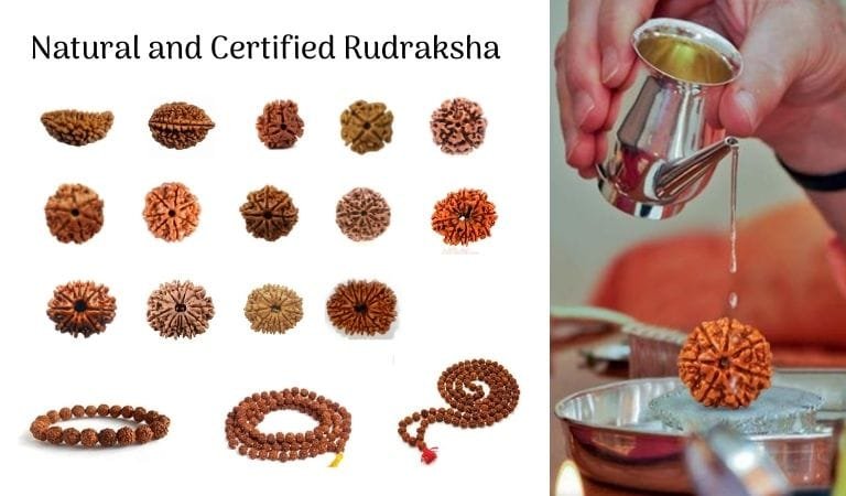rudraksha banner