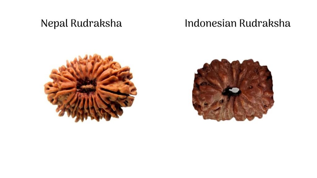 nepal rudraksha or indonesian rudraksha
