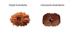 nepal rudraksha or indonesian rudraksha