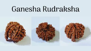 Ganesha Rudraksha: Get Rid of All Hurdles