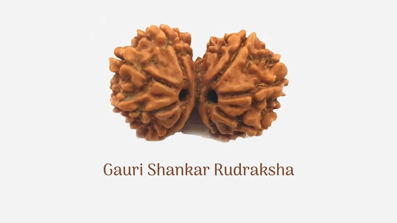 gauri shankar rudraksha