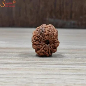 natural nepal loose 14 mukhi rudraksha
