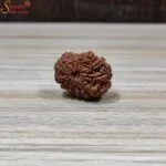 natural nepal loose 14 mukhi rudraksha