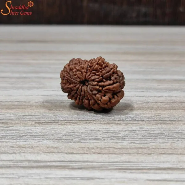 natural nepal loose 14 mukhi rudraksha