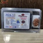natural nepal loose 14 mukhi rudraksha