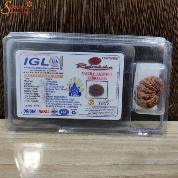 natural nepal loose 14 mukhi rudraksha