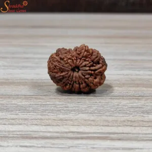 natural nepal loose 14 mukhi rudraksha