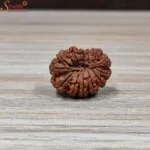natural nepal loose 14 mukhi rudraksha
